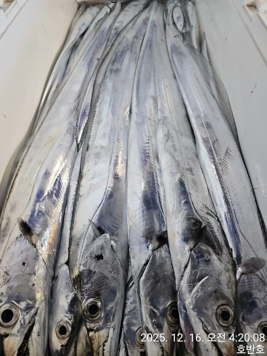 낚시뚜,갈치,통영 신전항,통영호반호,낚시뚜24