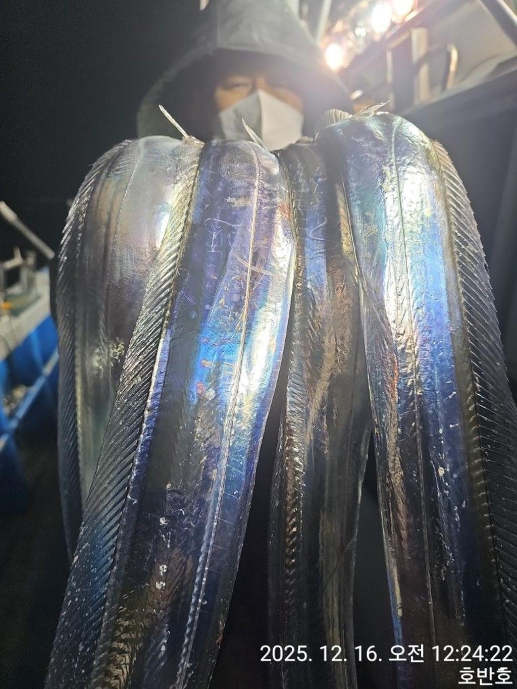 낚시뚜,갈치,통영 신전항,통영호반호,낚시뚜20