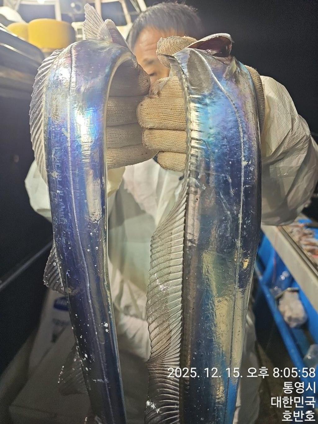 낚시뚜,갈치,통영 신전항,통영호반호,낚시뚜17