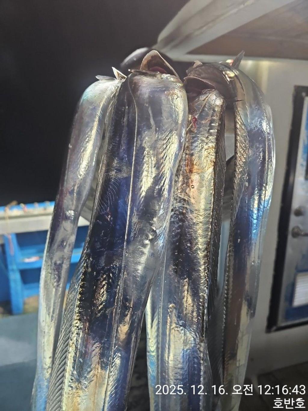 낚시뚜,갈치,통영 신전항,통영호반호,낚시뚜12