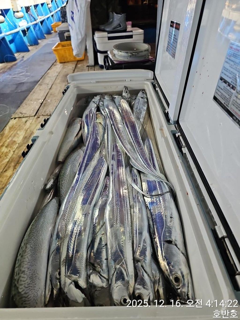 낚시뚜,갈치,통영 신전항,통영호반호,낚시뚜3