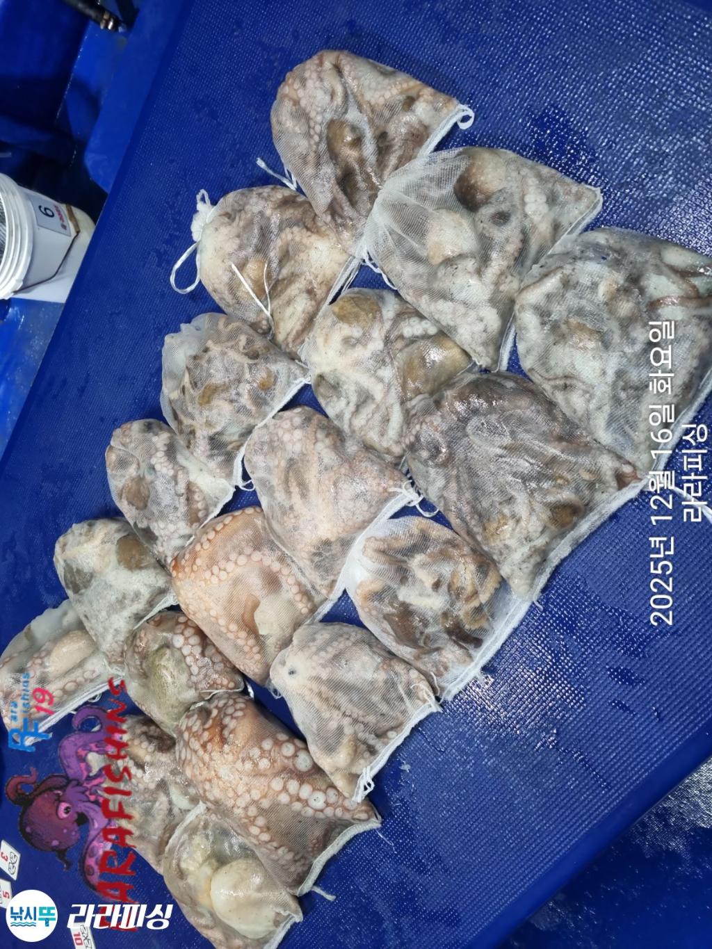 낚시뚜,낙지,속천항(진해),라라피싱,낚시뚜29