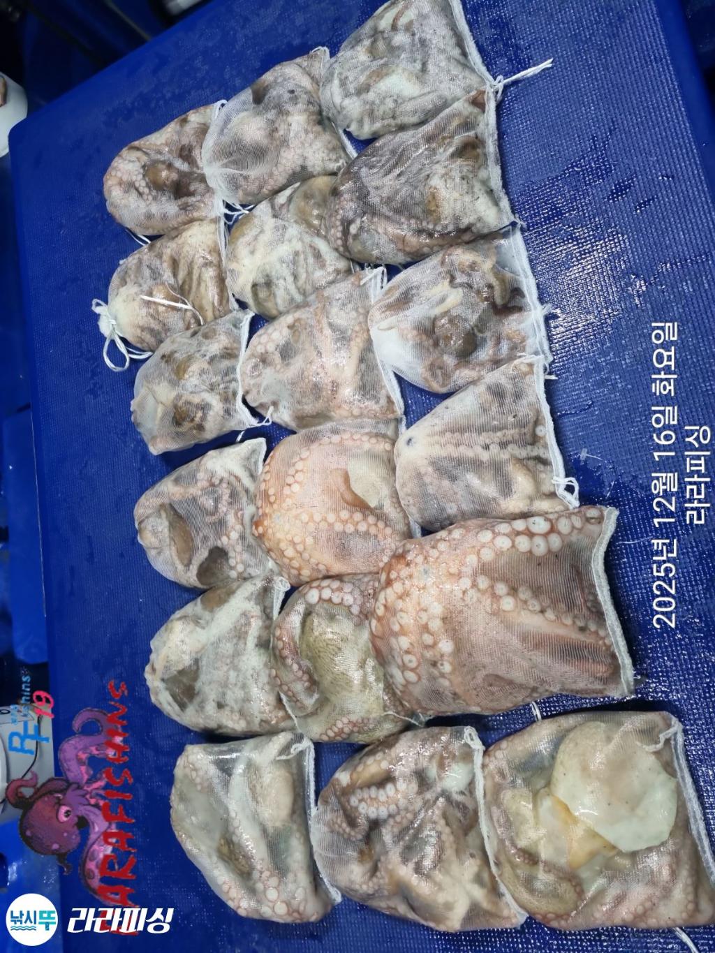 낚시뚜,낙지,속천항(진해),라라피싱,낚시뚜28