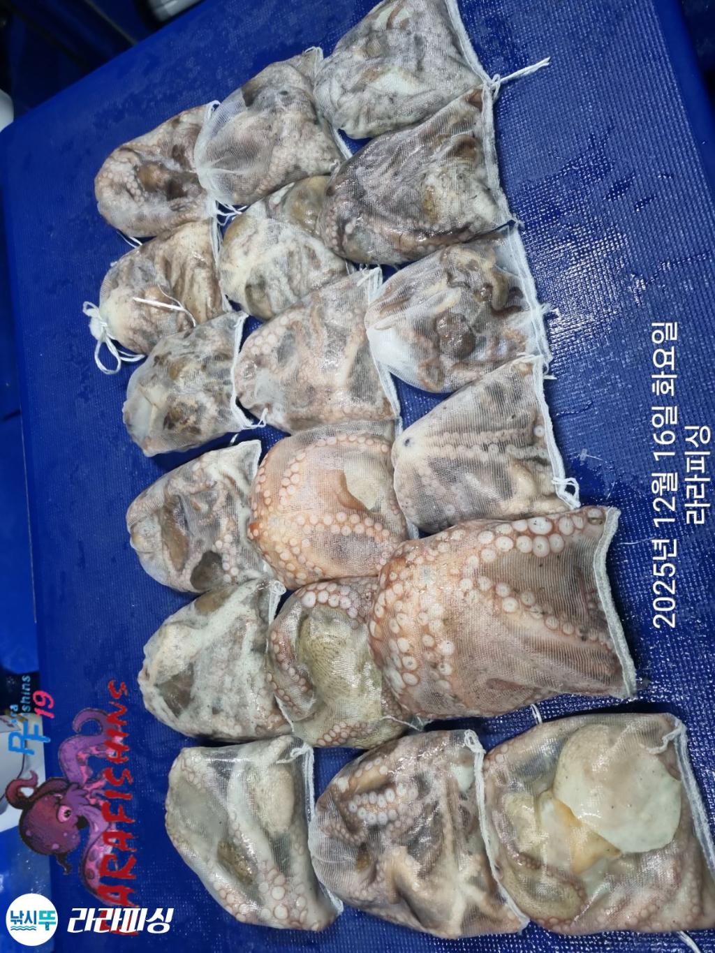 낚시뚜,낙지,속천항(진해),라라피싱,낚시뚜27