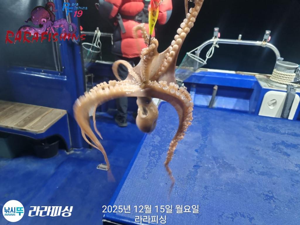 낚시뚜,낙지,속천항(진해),라라피싱,낚시뚜24