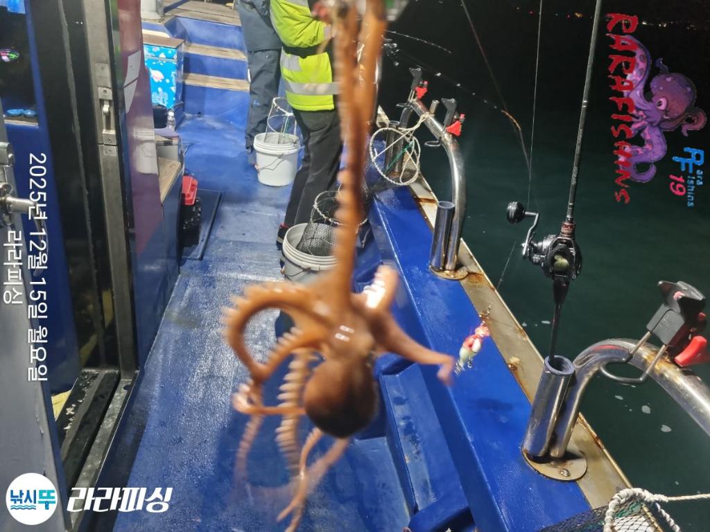낚시뚜,낙지,속천항(진해),라라피싱,낚시뚜23