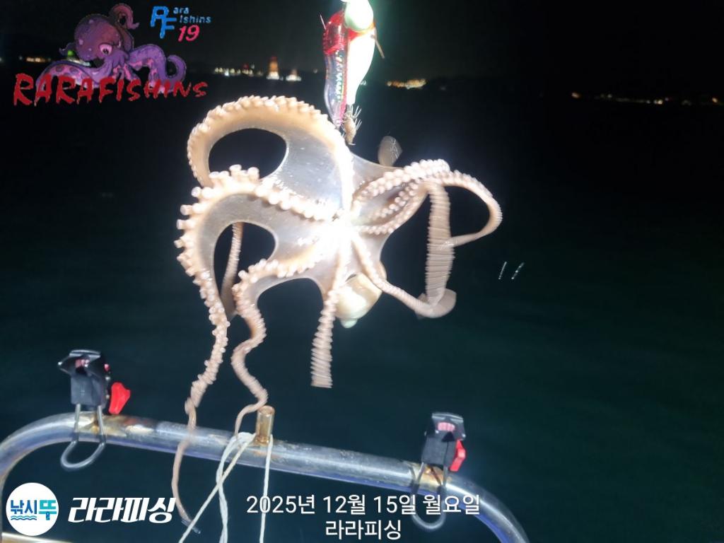 낚시뚜,낙지,속천항(진해),라라피싱,낚시뚜22