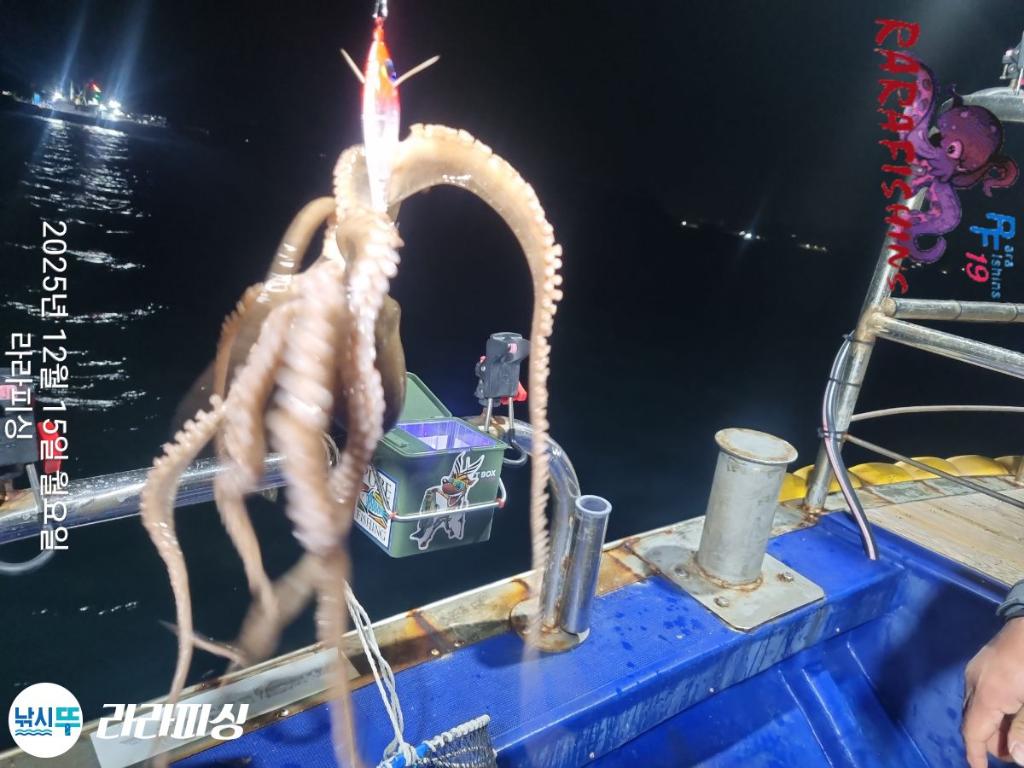 낚시뚜,낙지,속천항(진해),라라피싱,낚시뚜21