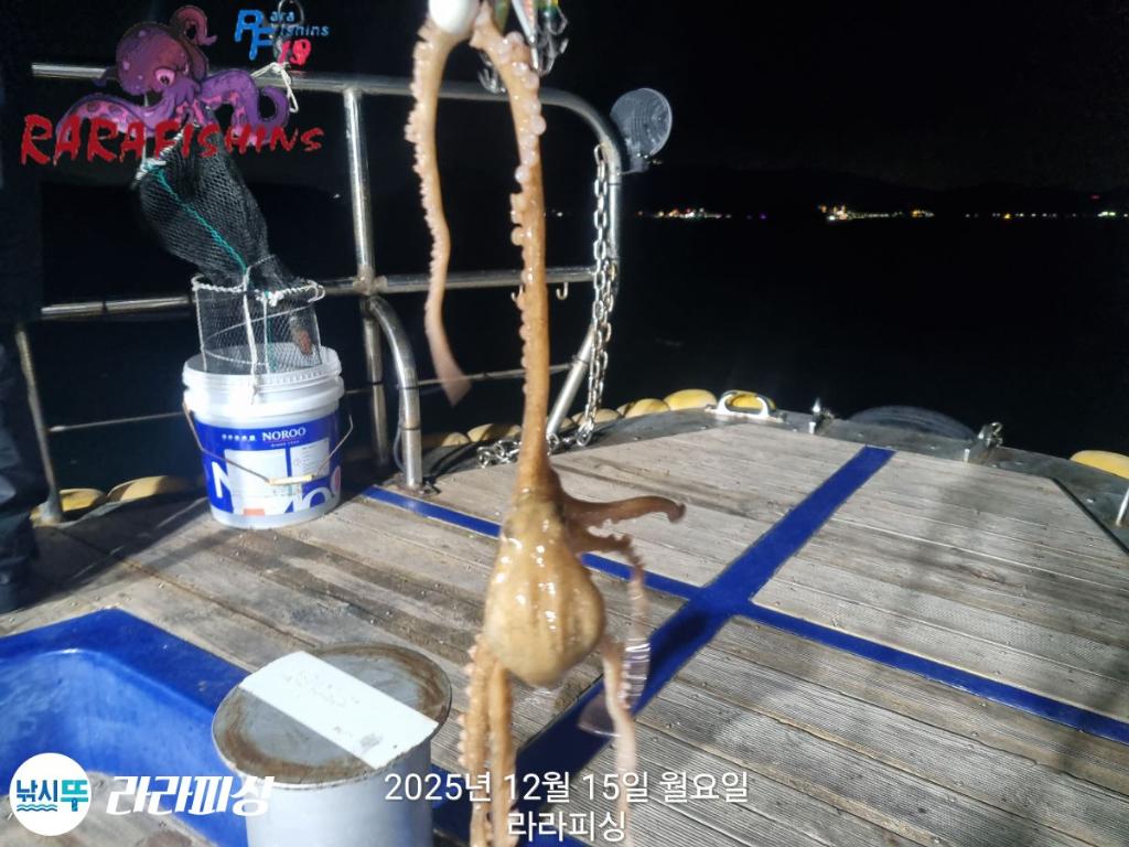 낚시뚜,낙지,속천항(진해),라라피싱,낚시뚜20