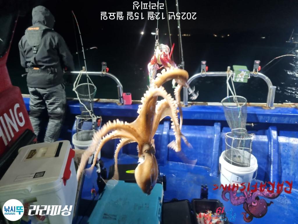 낚시뚜,낙지,속천항(진해),라라피싱,낚시뚜19