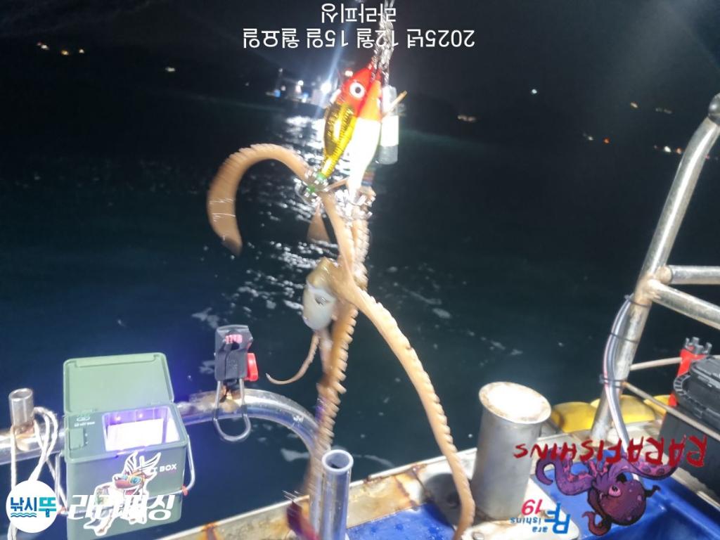 낚시뚜,낙지,속천항(진해),라라피싱,낚시뚜18