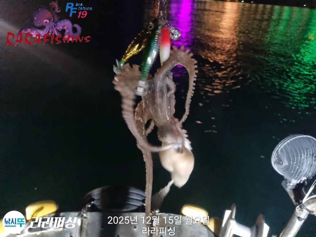 낚시뚜,낙지,속천항(진해),라라피싱,낚시뚜17