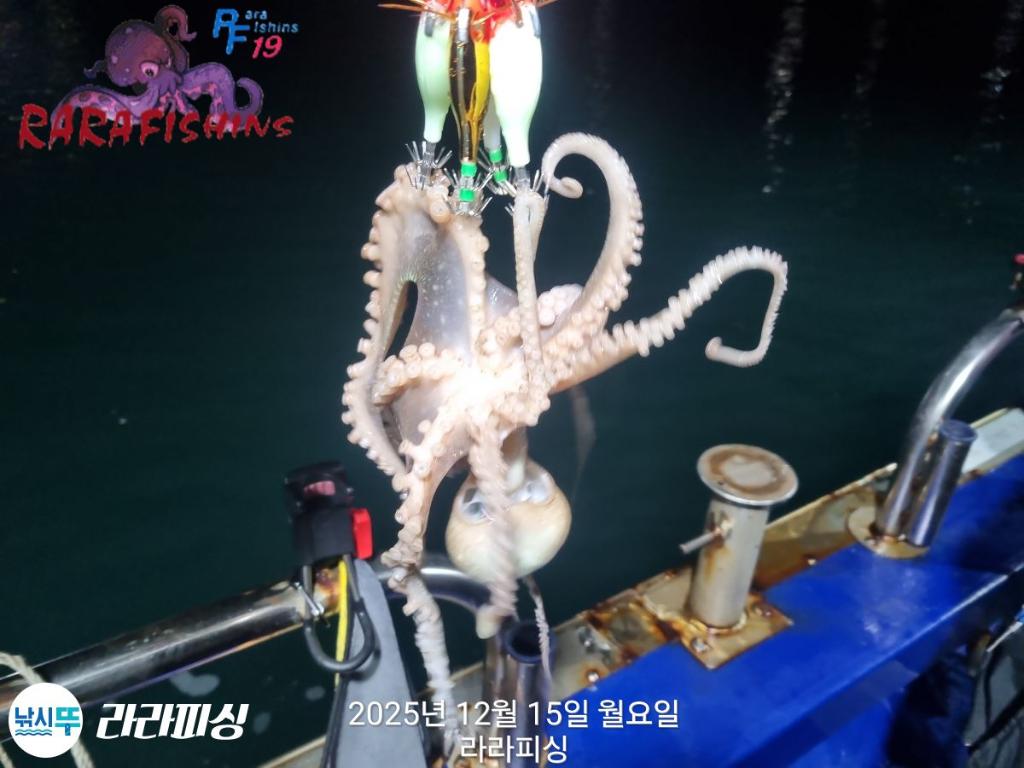 낚시뚜,낙지,속천항(진해),라라피싱,낚시뚜16
