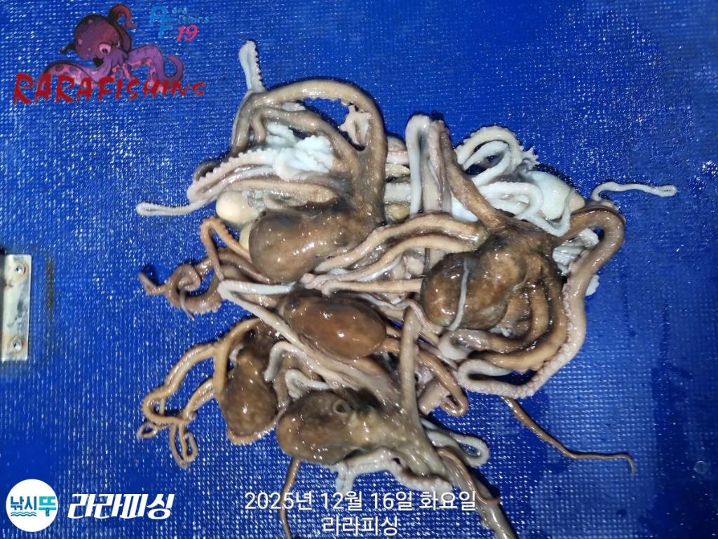 낚시뚜,낙지,속천항(진해),라라피싱,낚시뚜14