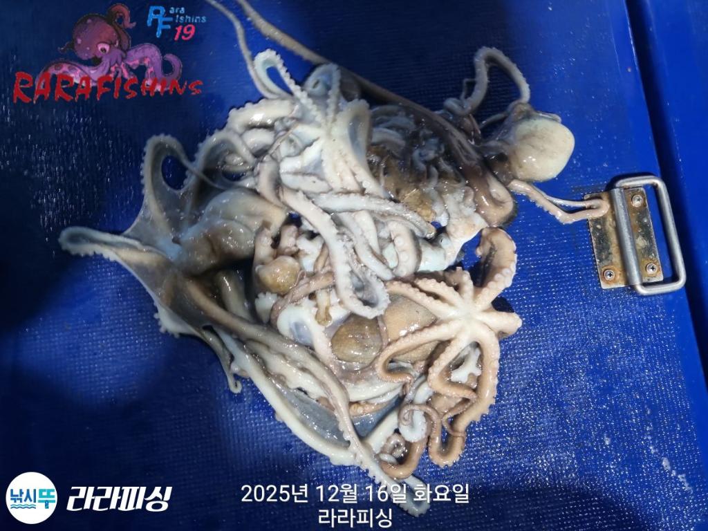 낚시뚜,낙지,속천항(진해),라라피싱,낚시뚜13