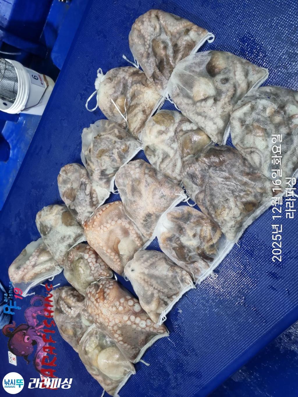 낚시뚜,낙지,속천항(진해),라라피싱,낚시뚜22