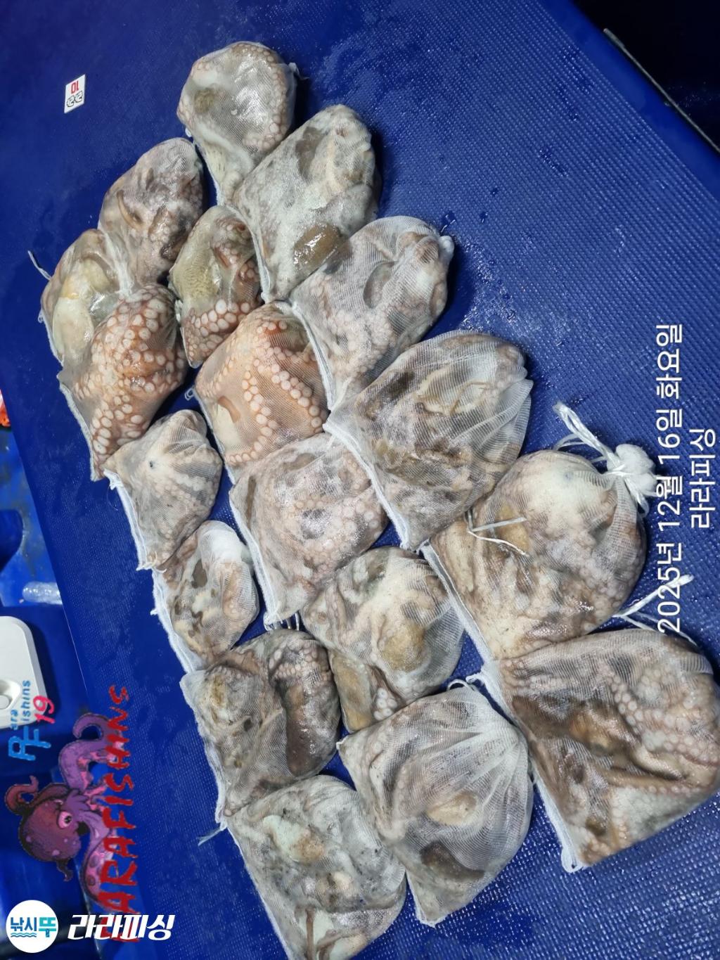 낚시뚜,낙지,속천항(진해),라라피싱,낚시뚜18