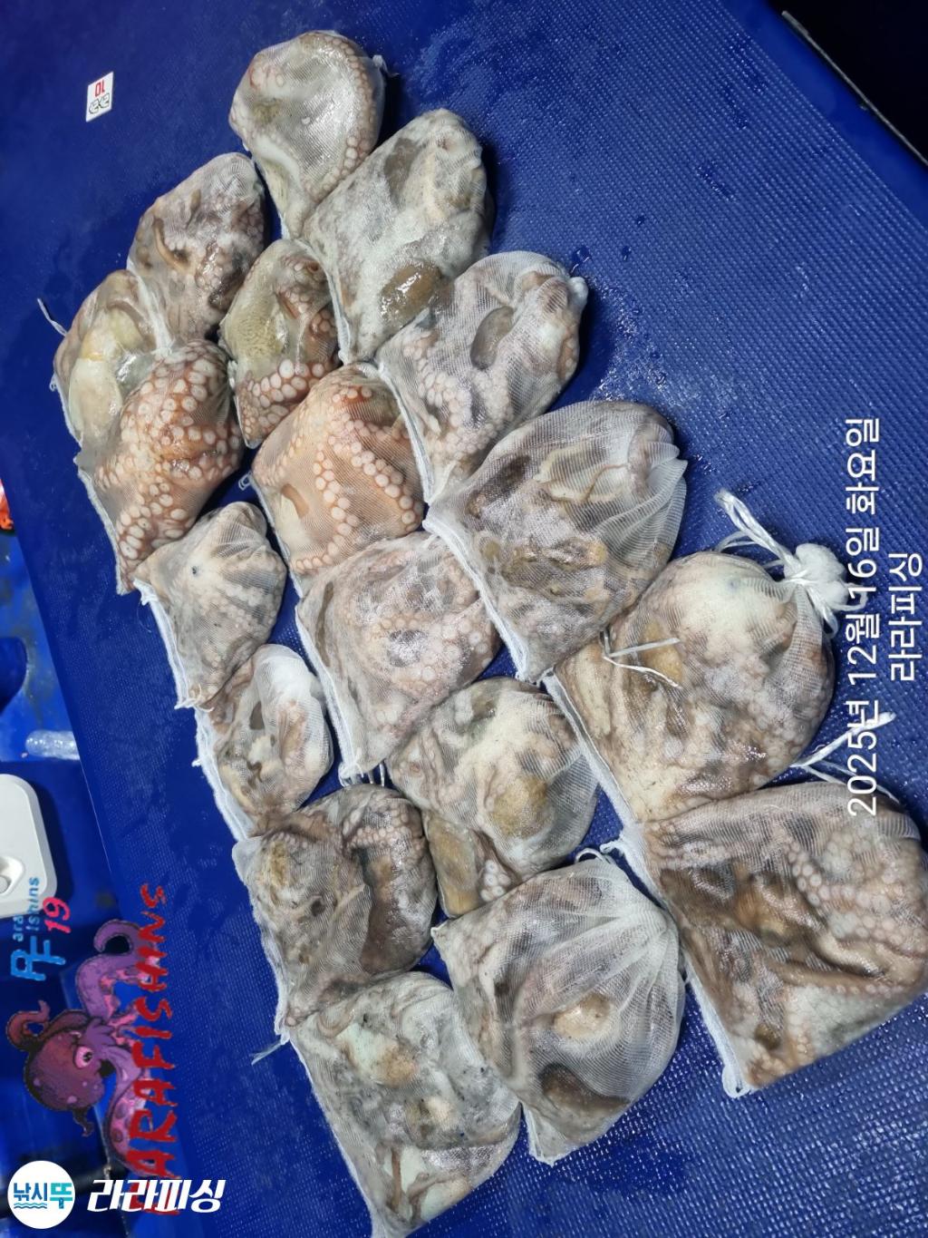 낚시뚜,낙지,속천항(진해),라라피싱,낚시뚜17