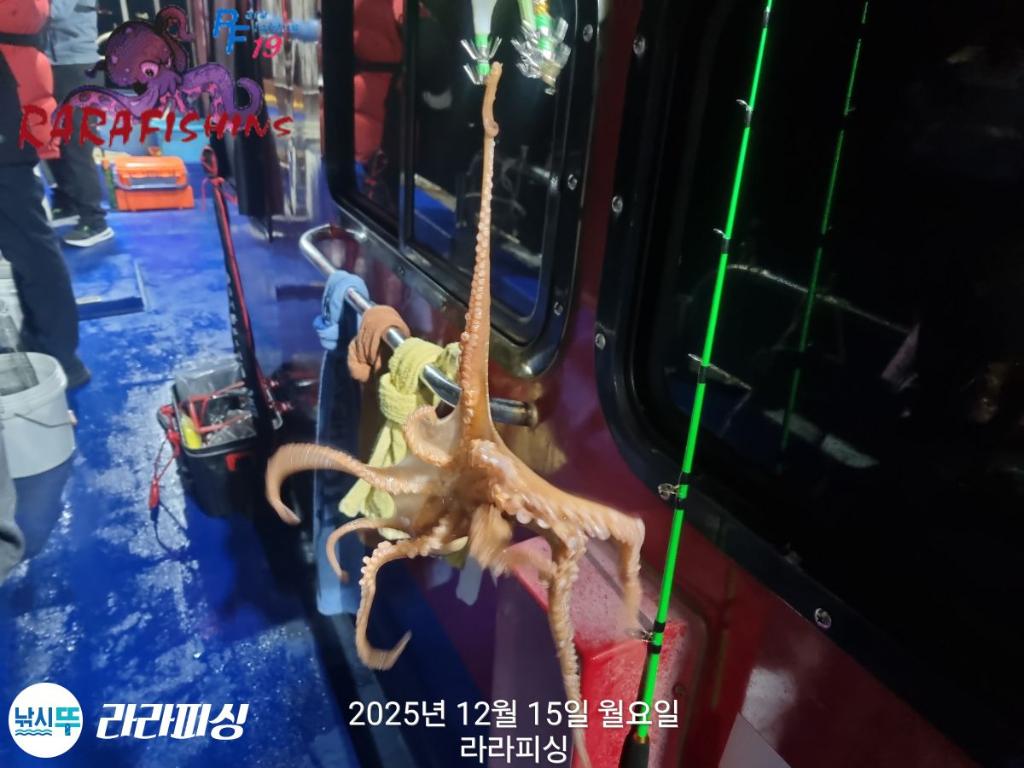 낚시뚜,낙지,속천항(진해),라라피싱,낚시뚜6