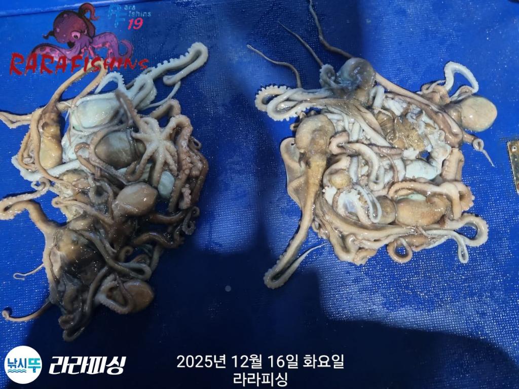 낚시뚜,낙지,속천항(진해),라라피싱,낚시뚜2