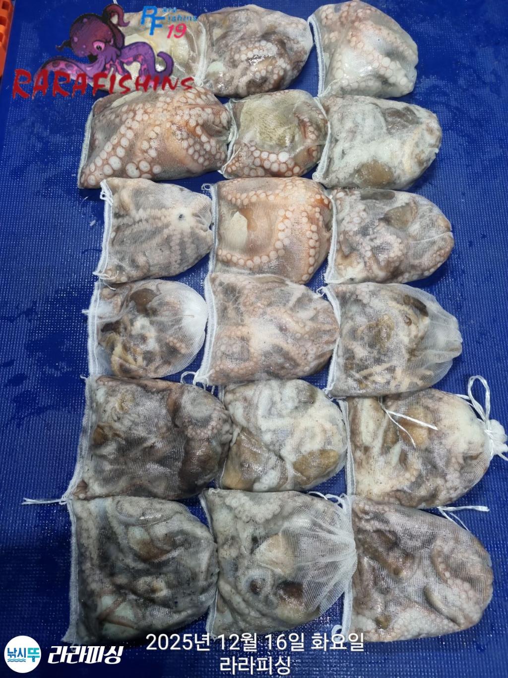 낚시뚜,낙지,속천항(진해),라라피싱,낚시뚜1