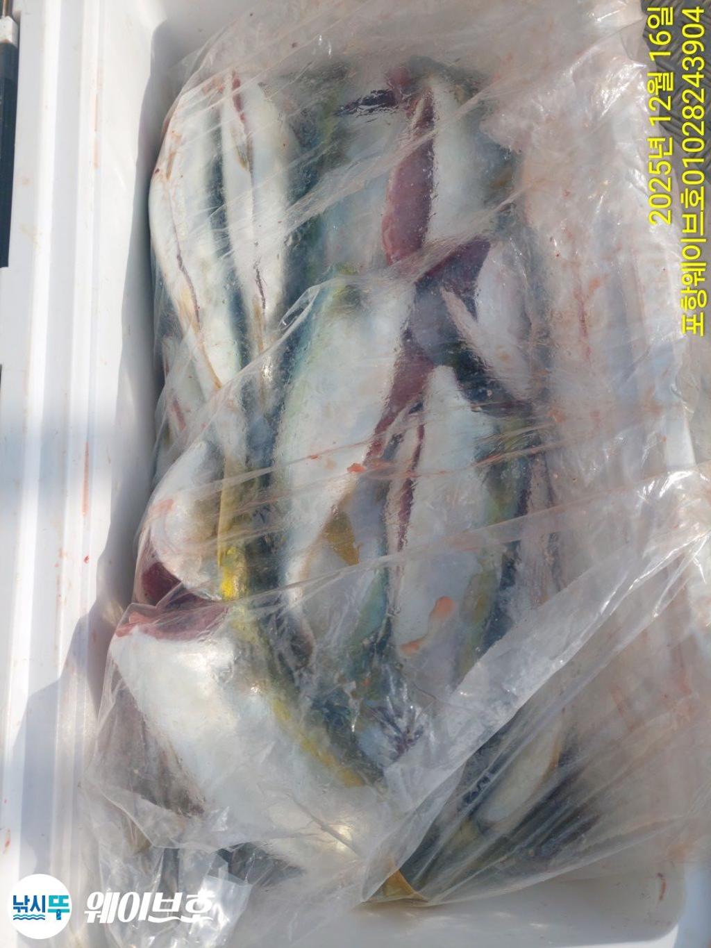 낚시뚜,방어,삼치,구룡포항,뉴웨이브호,낚시뚜14