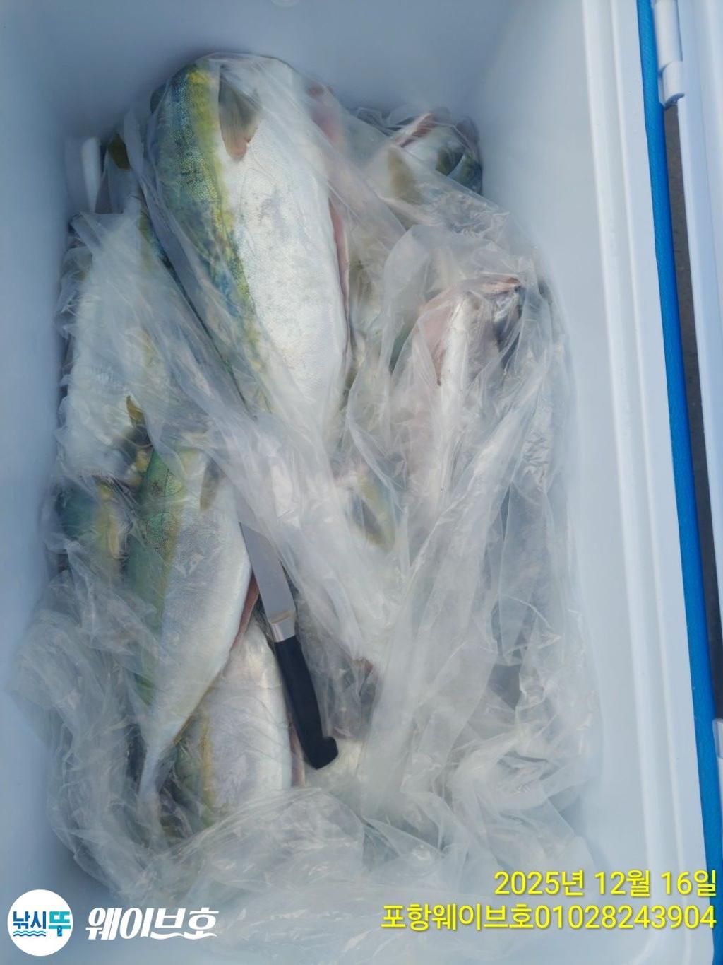 낚시뚜,방어,삼치,구룡포항,뉴웨이브호,낚시뚜13