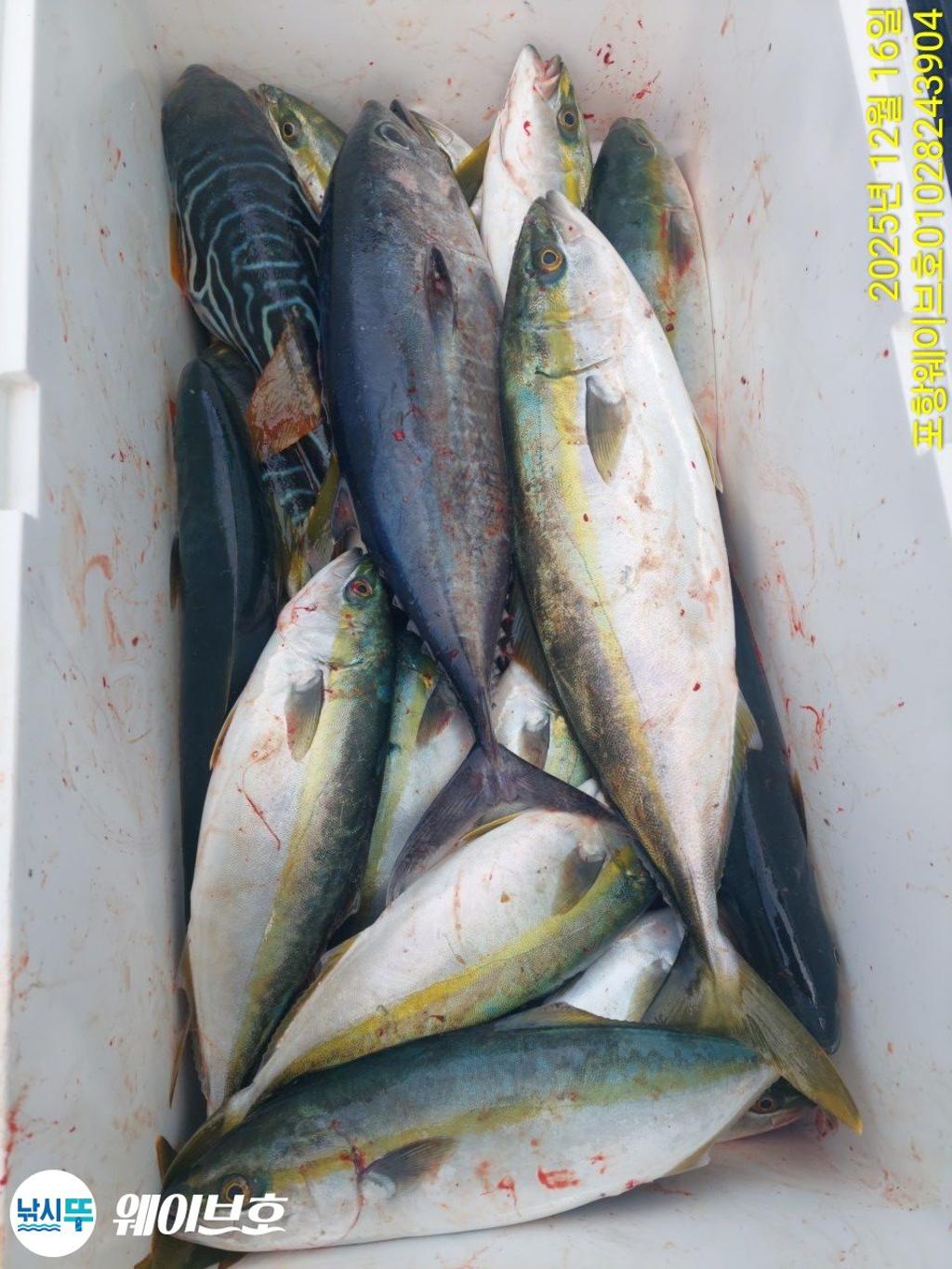 낚시뚜,방어,삼치,구룡포항,뉴웨이브호,낚시뚜12