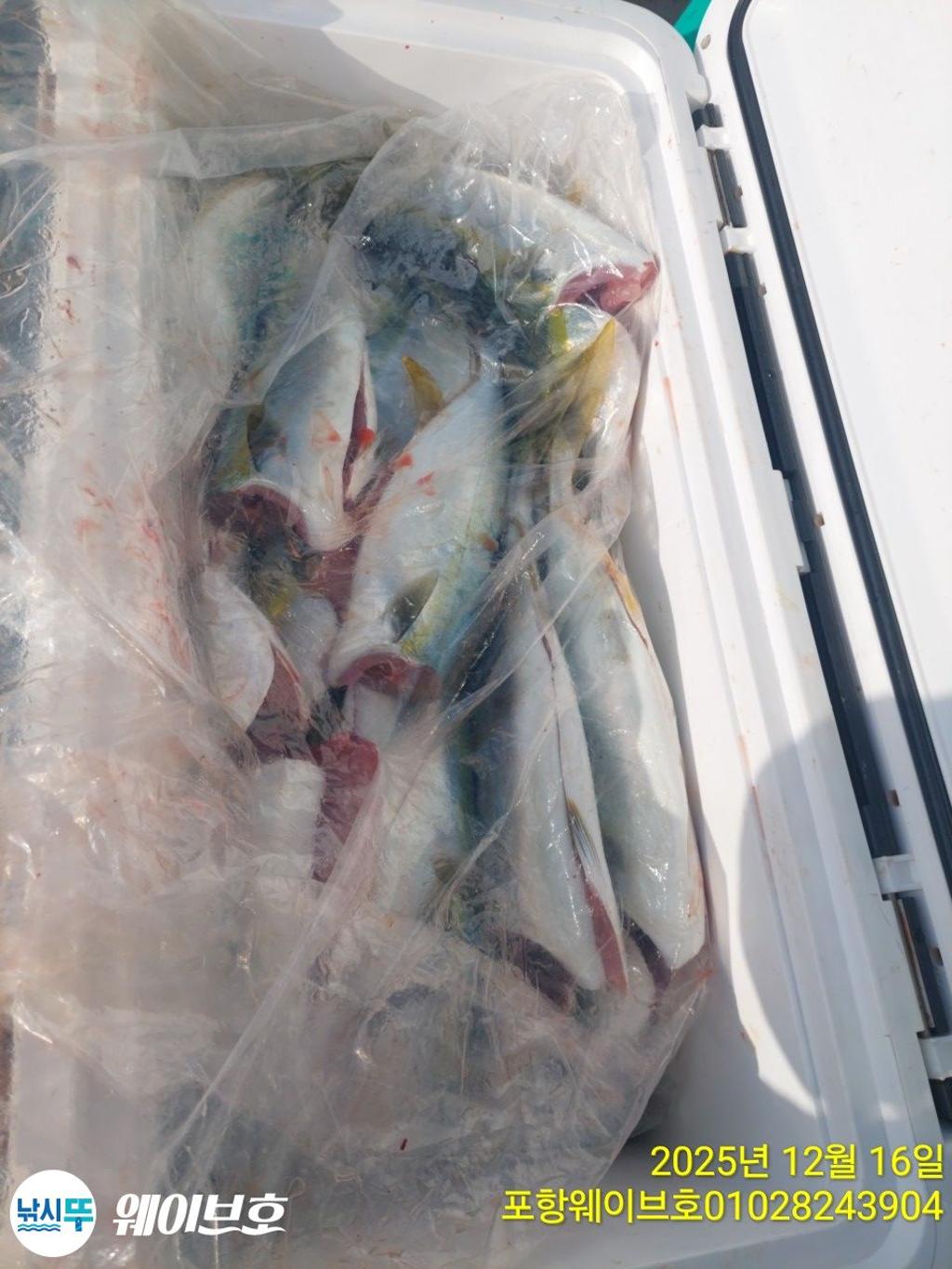 낚시뚜,방어,삼치,구룡포항,뉴웨이브호,낚시뚜11