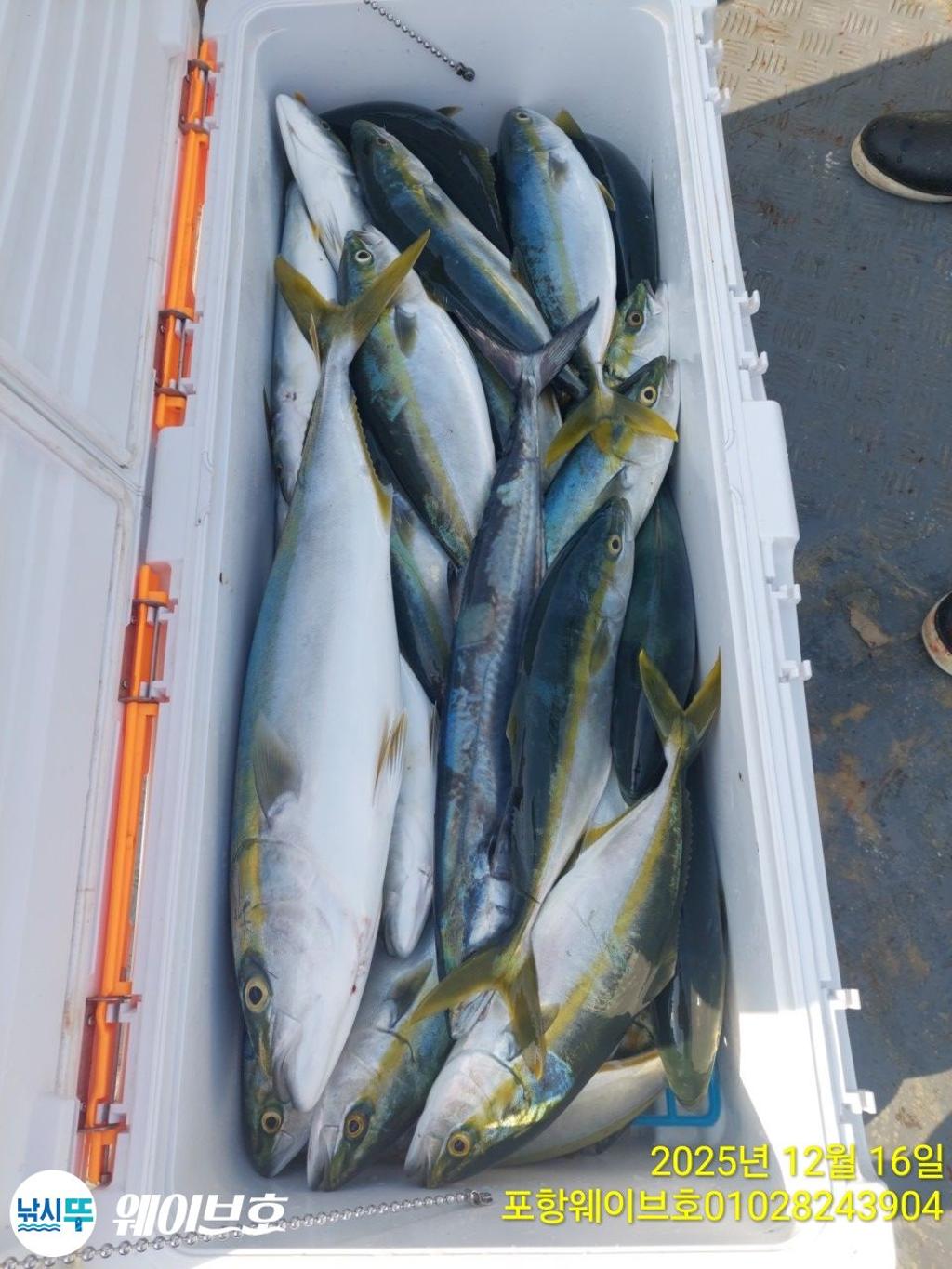 낚시뚜,방어,삼치,구룡포항,뉴웨이브호,낚시뚜10