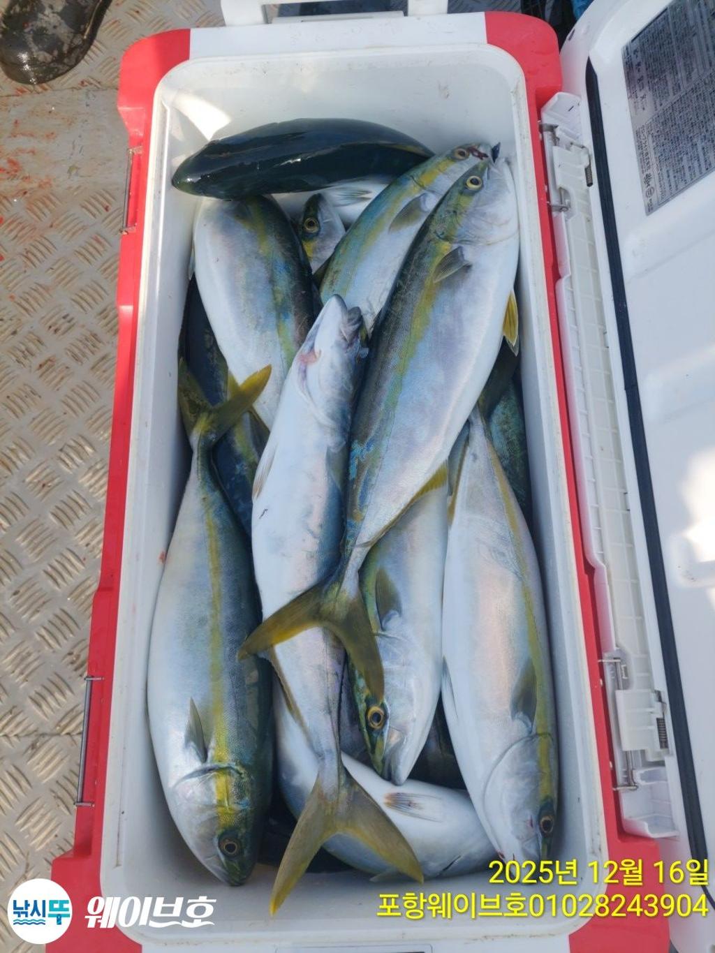 낚시뚜,방어,삼치,구룡포항,뉴웨이브호,낚시뚜9