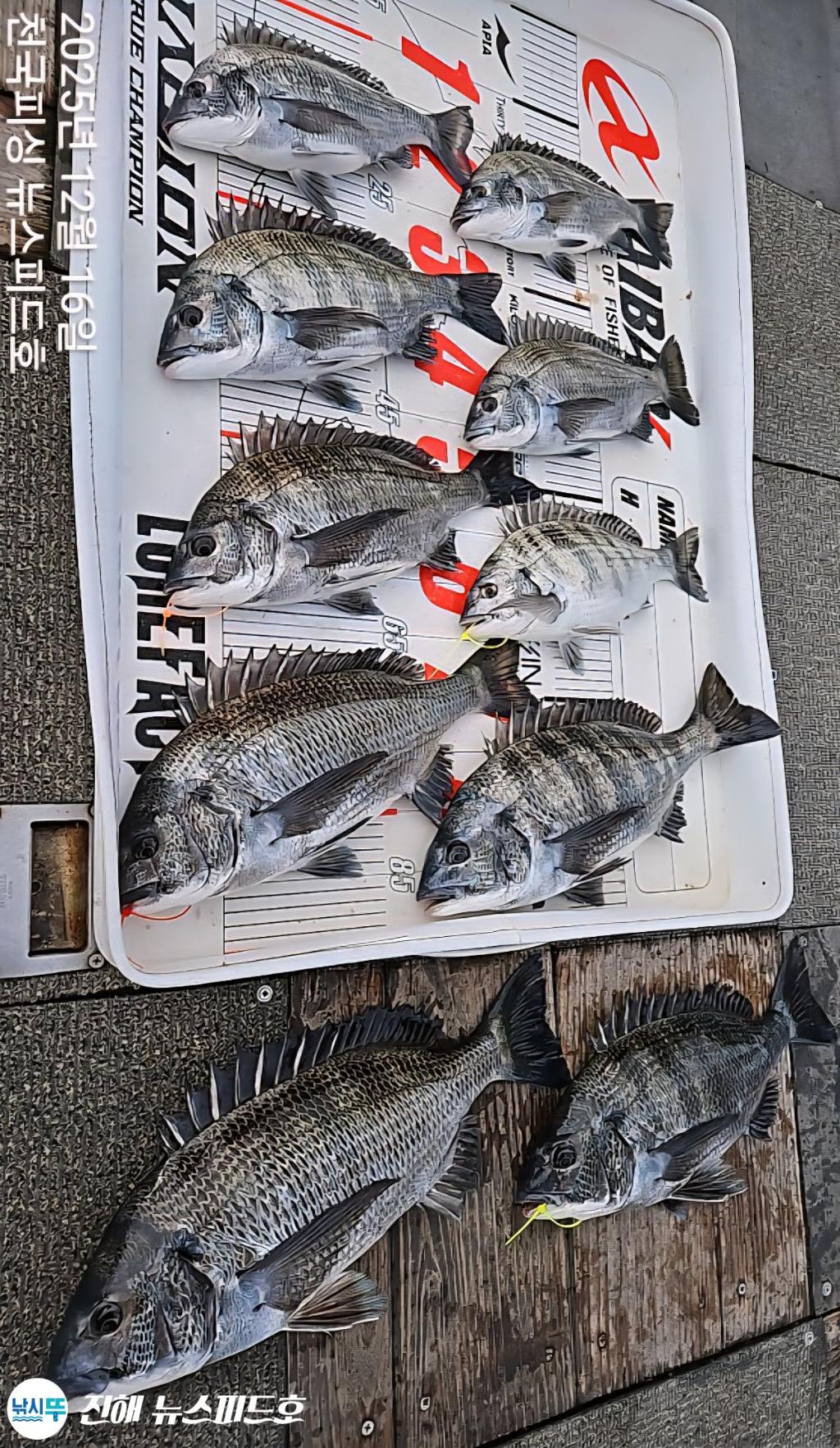 낚시뚜,감성돔,진해행암항,진해 뉴스피드호,낚시뚜19