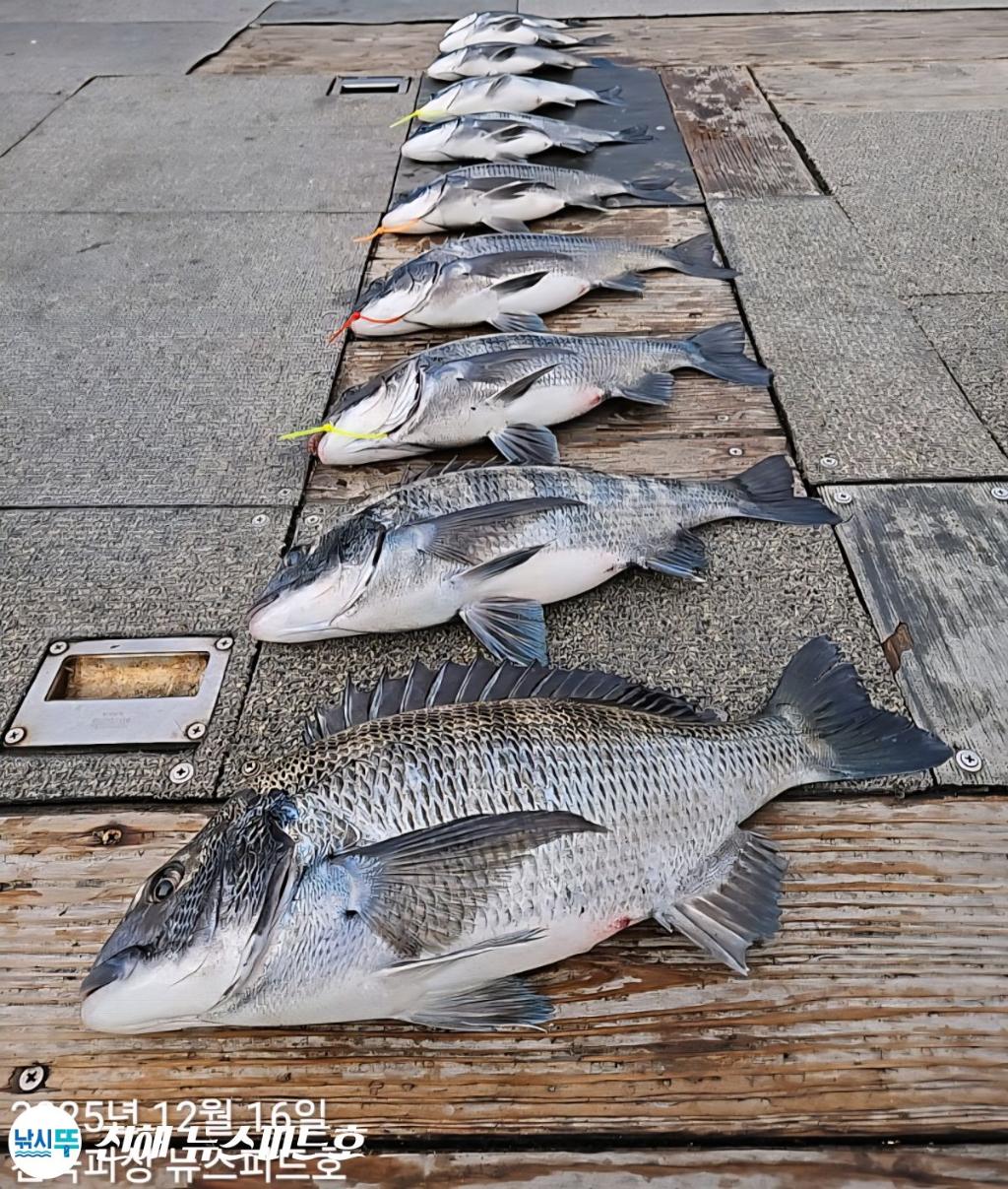 낚시뚜,감성돔,진해행암항,진해 뉴스피드호,낚시뚜18