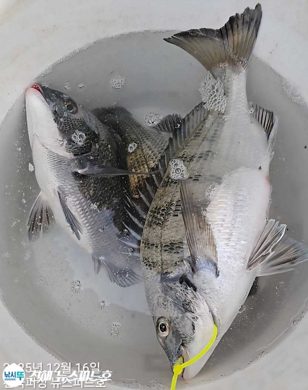 낚시뚜,감성돔,진해행암항,진해 뉴스피드호,낚시뚜16