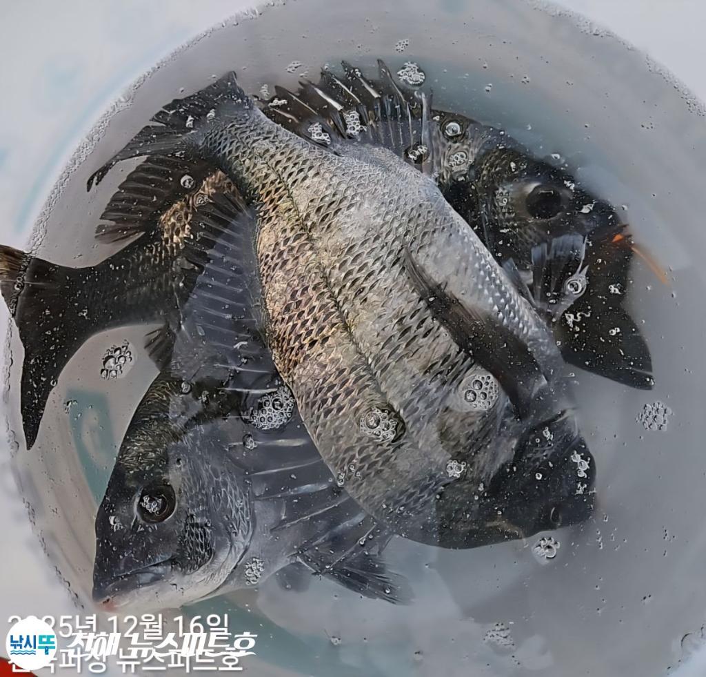 낚시뚜,감성돔,진해행암항,진해 뉴스피드호,낚시뚜15