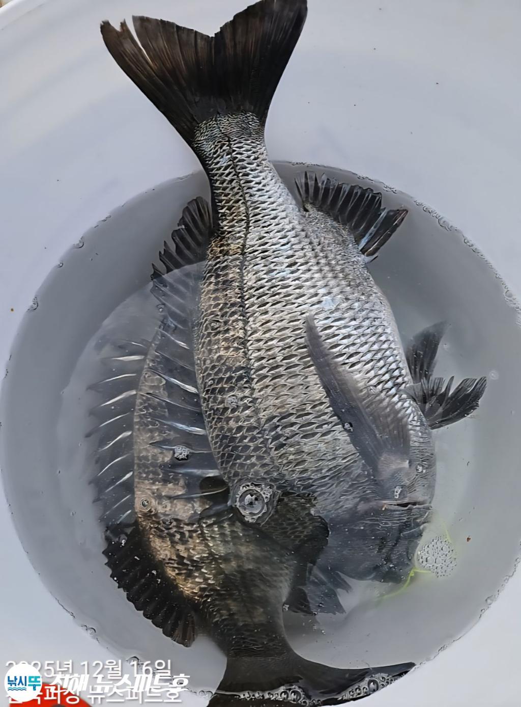 낚시뚜,감성돔,진해행암항,진해 뉴스피드호,낚시뚜14