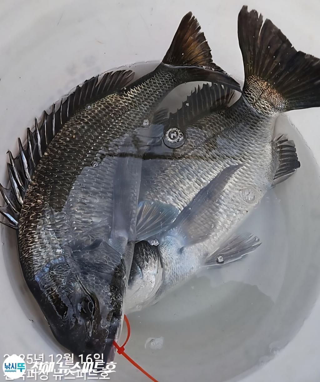 낚시뚜,감성돔,진해행암항,진해 뉴스피드호,낚시뚜13