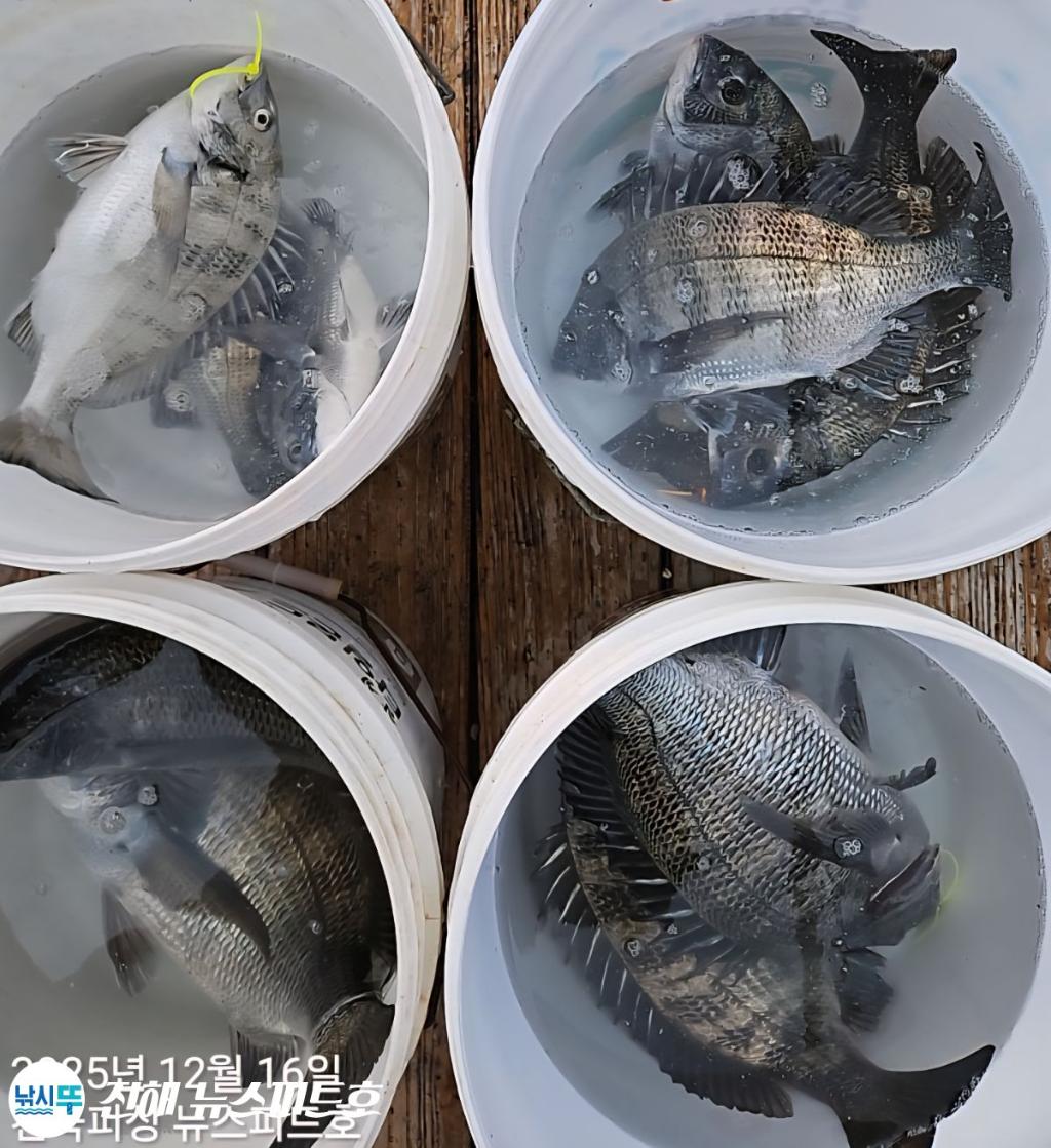 낚시뚜,감성돔,진해행암항,진해 뉴스피드호,낚시뚜12