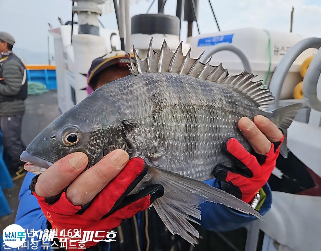 낚시뚜,감성돔,진해행암항,진해 뉴스피드호,낚시뚜10