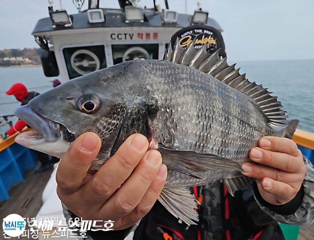 낚시뚜,감성돔,진해행암항,진해 뉴스피드호,낚시뚜9