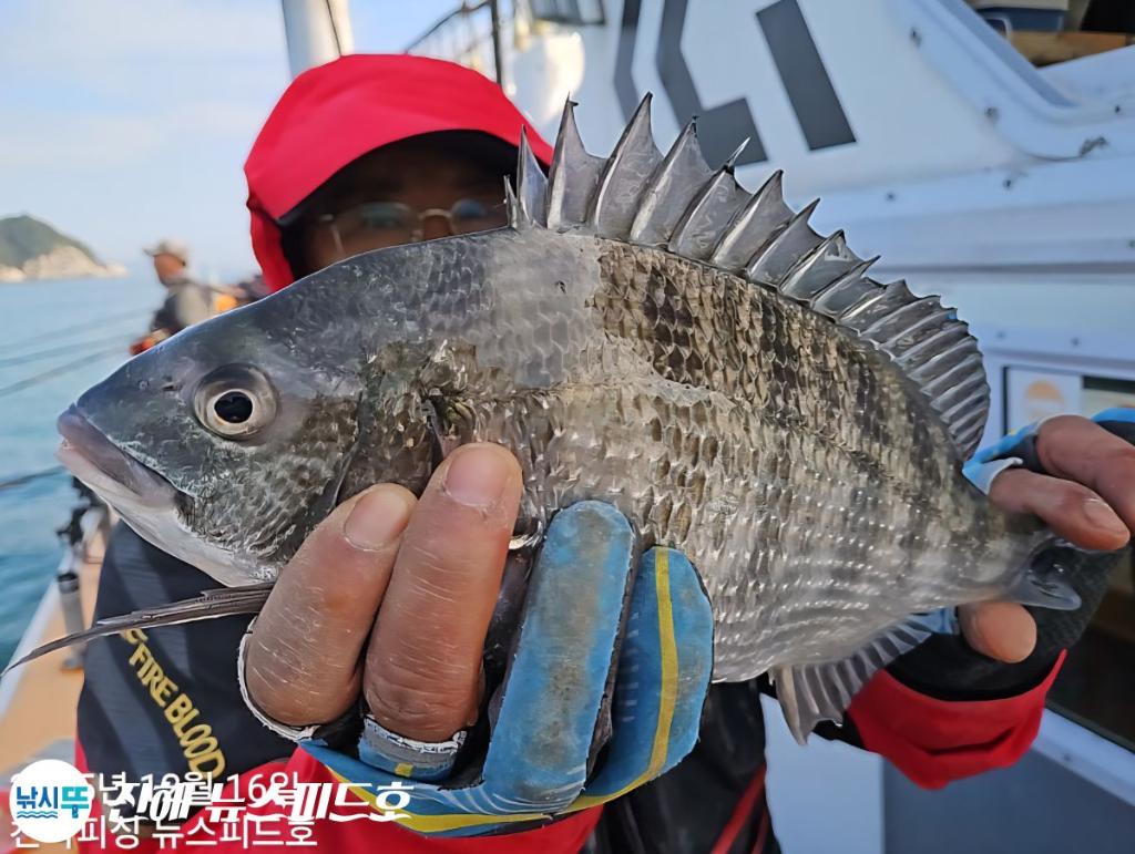 낚시뚜,감성돔,진해행암항,진해 뉴스피드호,낚시뚜7