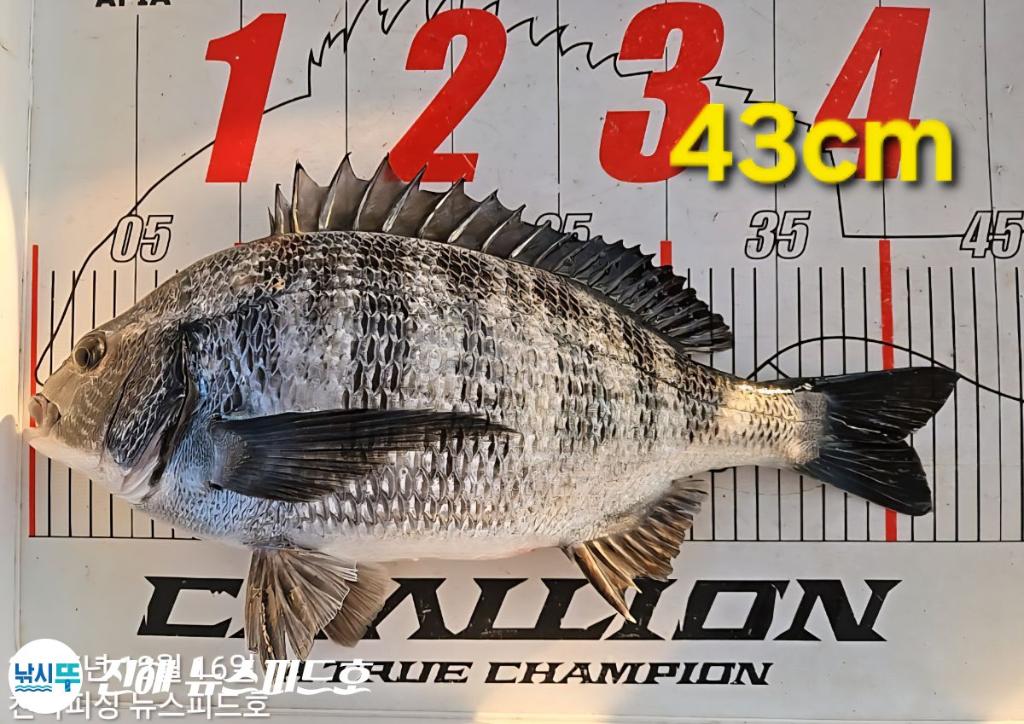 낚시뚜,감성돔,진해행암항,진해 뉴스피드호,낚시뚜2