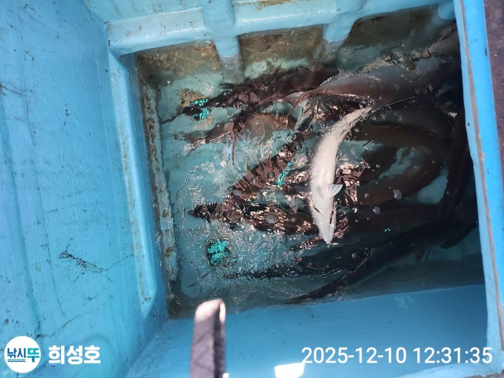 낚시뚜,방어,모슬포항,희성호,낚시뚜13