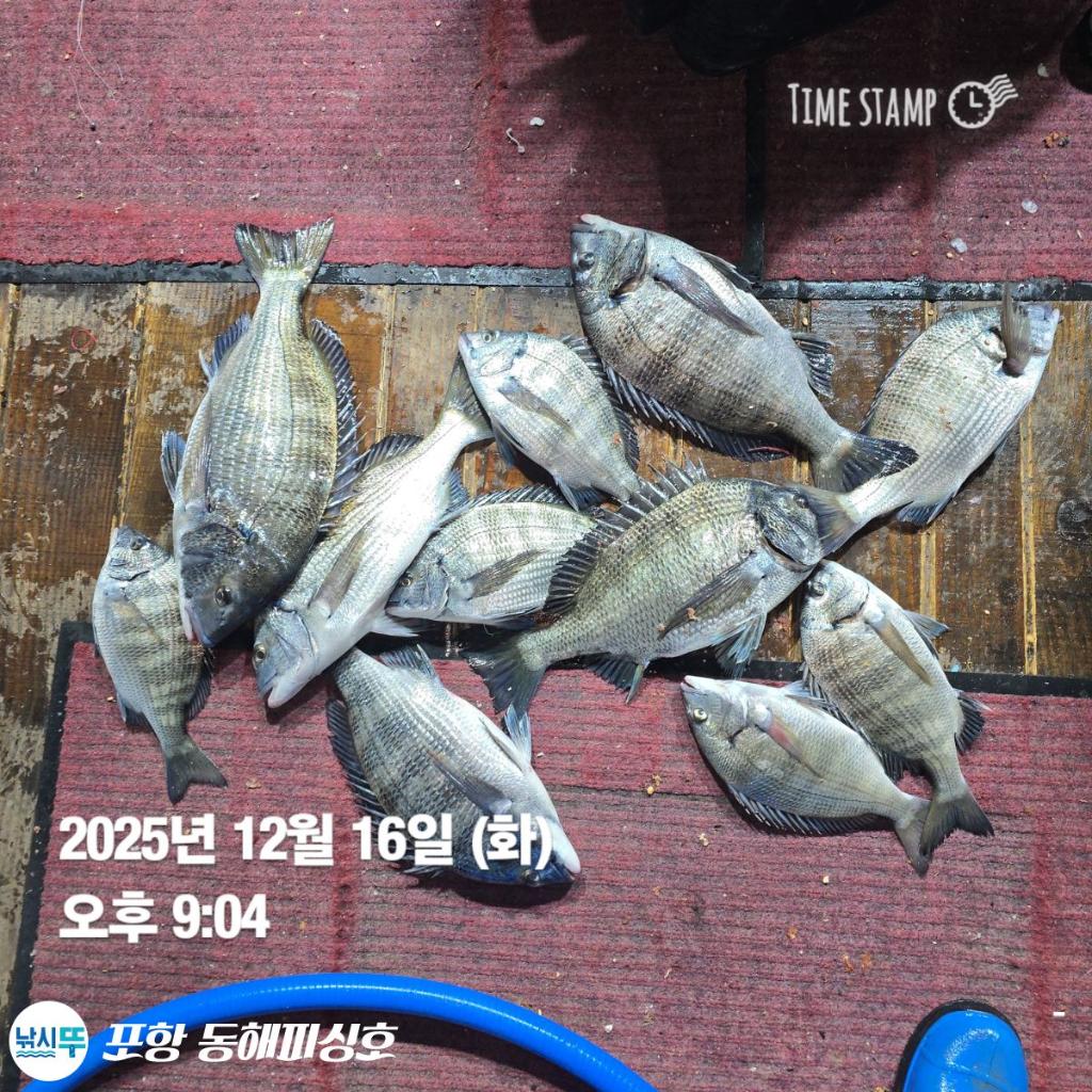 낚시뚜,감성돔,포항(운하관),포항 동해피싱호,낚시뚜6