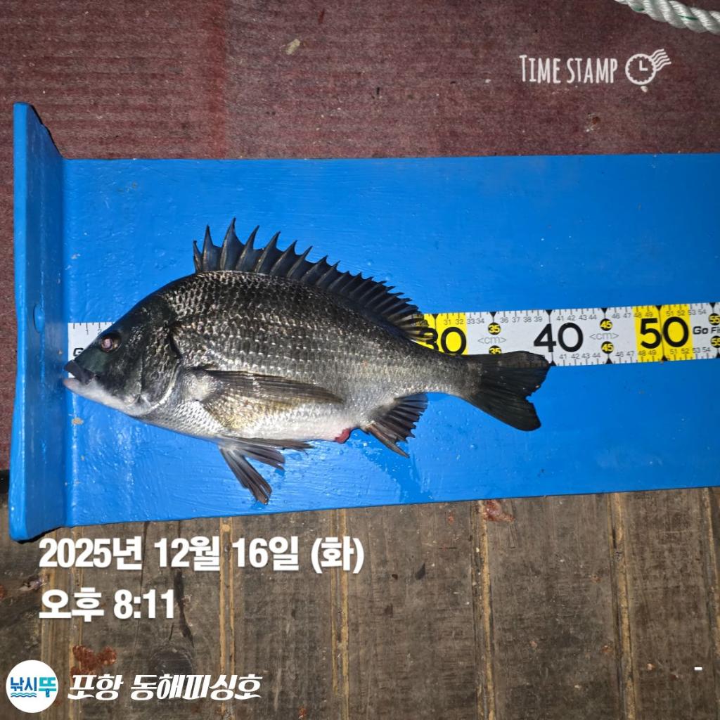 낚시뚜,감성돔,포항(운하관),포항 동해피싱호,낚시뚜5