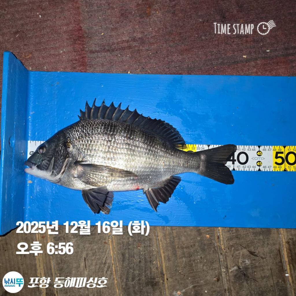 낚시뚜,감성돔,포항(운하관),포항 동해피싱호,낚시뚜3