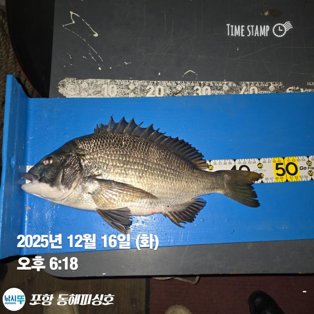 낚시뚜,감성돔,포항(운하관),포항 동해피싱호,낚시뚜1