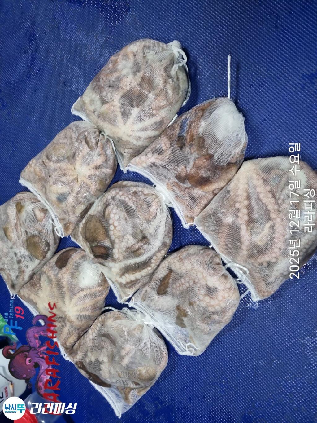 낚시뚜,낙지,속천항(진해),라라피싱,낚시뚜25