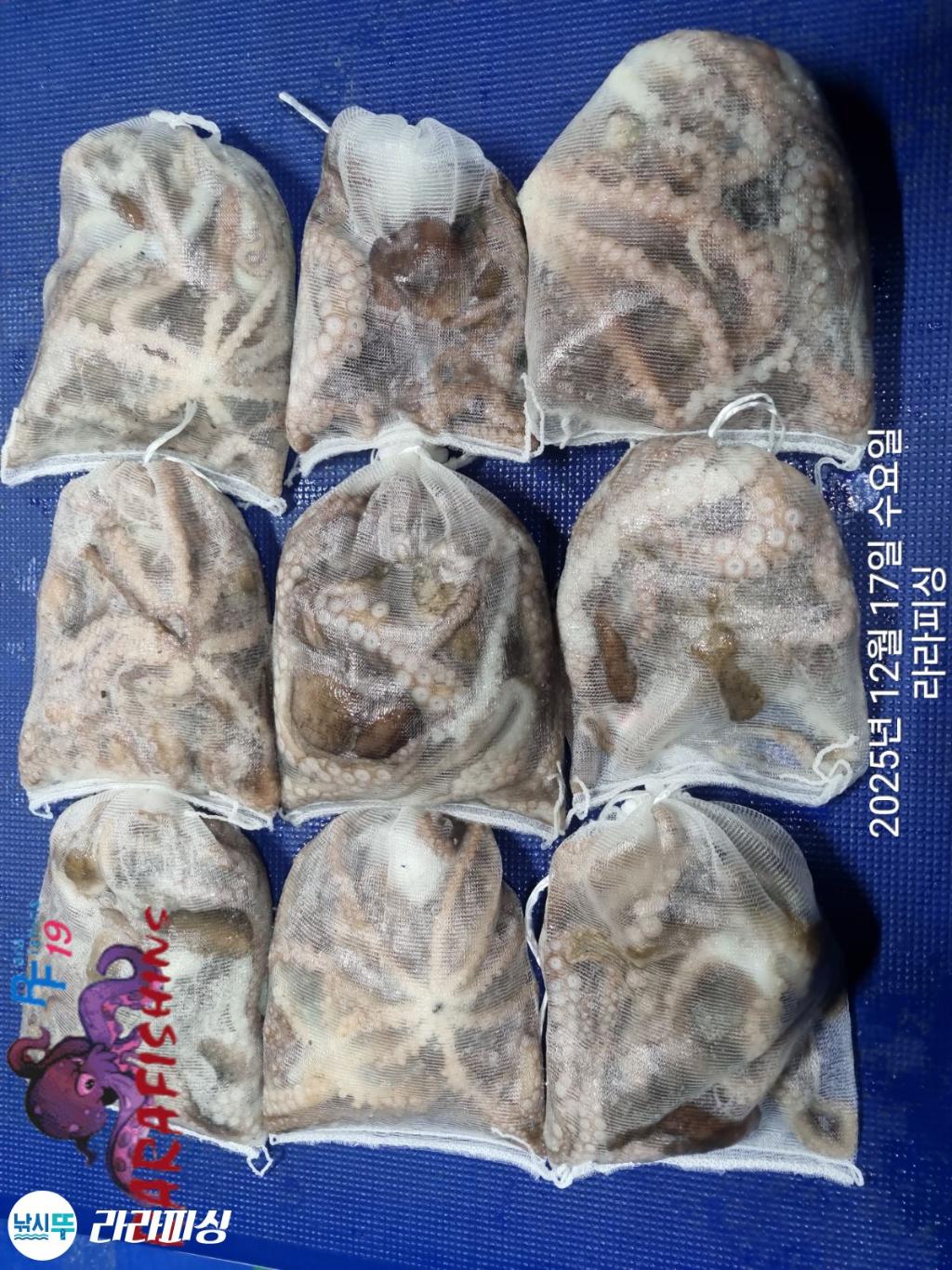 낚시뚜,낙지,속천항(진해),라라피싱,낚시뚜23