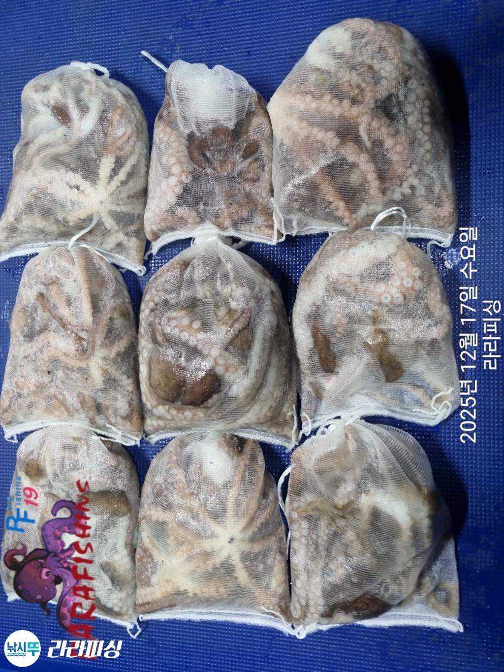 낚시뚜,낙지,속천항(진해),라라피싱,낚시뚜22